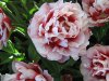IMG_1360 Kopie.JPG