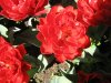 IMG_1321 Kopie.JPG