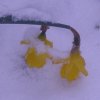 001 Der Winter kehrt zurÃ¼ck.JPG