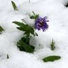 002 Eine Herbstaster Ã¼berwindet den Schnee.JPG