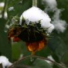 003 Eine Sonnenblume schmÃ¼ckt sich mit Schnee.JPG