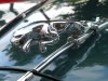 Jaguar.JPG