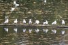 003 Enten auf einem Wasserrohr.JPG