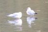 005 Zwei Enten machten es sich an anderer Stelle gemÃ¼tlich.JPG