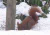 eichhÃ¶rnchen 2 bilder.gif