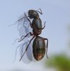 Camponotus.herculeanus.jpg