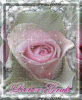 rosa rose gruss ani.gif