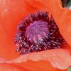 Mohn 009.JPG