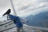 001 Alpendohlen-Beobachtungsstation auf der Zugspitze.JPG