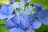 003  Blaue Hortensie.JPG