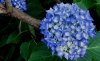 hortensie in blau.jpg