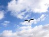 seagull.jpg