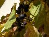 herbst-4.jpg
