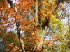 web[1]. ahornbaum im herbst, groÃŸ.jpg