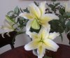 Lilium.jpg Lilium.jpg