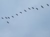 DSCF9396.jpg