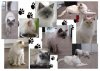 5 Katzencollage.jpg