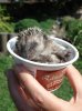 03_11Igelbaby (hat Ã¼berlebt).jpg