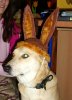 Osterhund.JPG