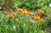 gartenPICT3240.jpg