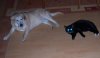 Jasper+Felix_09.jpg