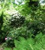 Rhododendron.jpg