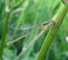 lestes.viridis.jpg