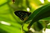 Schmetterling.jpg