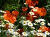 gartenP1030167.jpg gartenP1030167.jpg