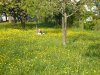 Garten 012.jpg