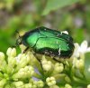 Cetonia.aurata2.jpg