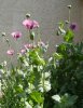 gartenmohn.jpg