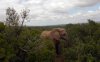 Addo Elephant Park.jpg