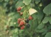 brombeer.jpg