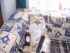 katzen 012.jpg
