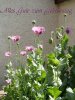 gartenmohn1.jpg gartenmohn1.jpg