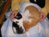 katzen1.jpg