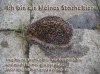 igel.jpg