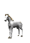 pferd.gif