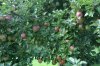 melonPICT3408.jpg