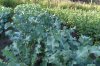 gartenSI852532.jpg