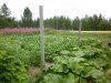 gartenAspbergP1000587.jpg