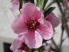 pfirsichblüte.jpg pfirsichblüte.jpg