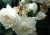 DSC_0149a.jpg