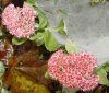 9-11sedum im netz.jpg