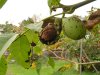herbst11.jpg