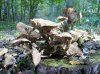 Pilze_11.jpg