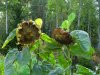 sonnenblumenCIMG2106.jpg