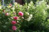 dahlienPICT3460.jpg