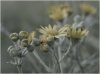 DSC07306.jpg